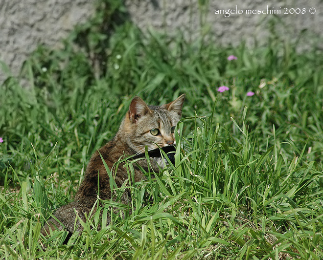 Predazione di gatto su balestruccio.